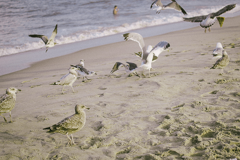 ocean city md