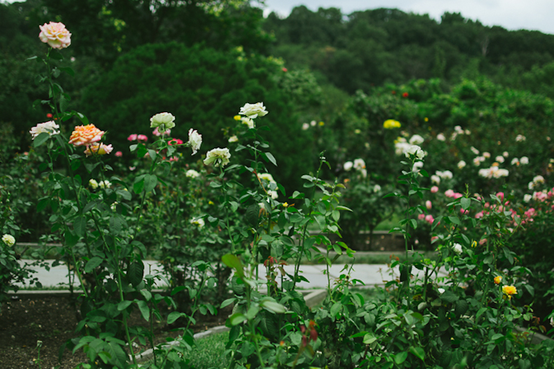 dumbarton oaks