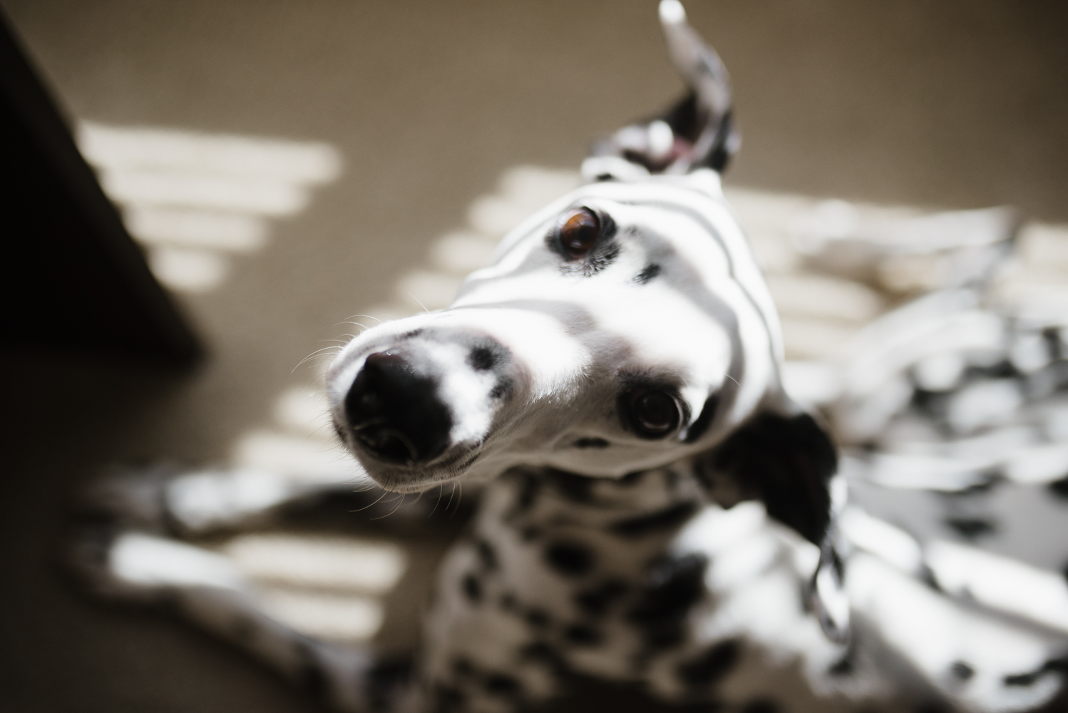 dalmatian sunbathing