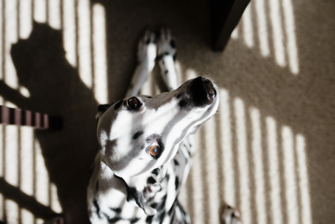 dalmatian sunbathing