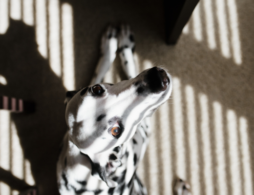 dalmatian sunbathing