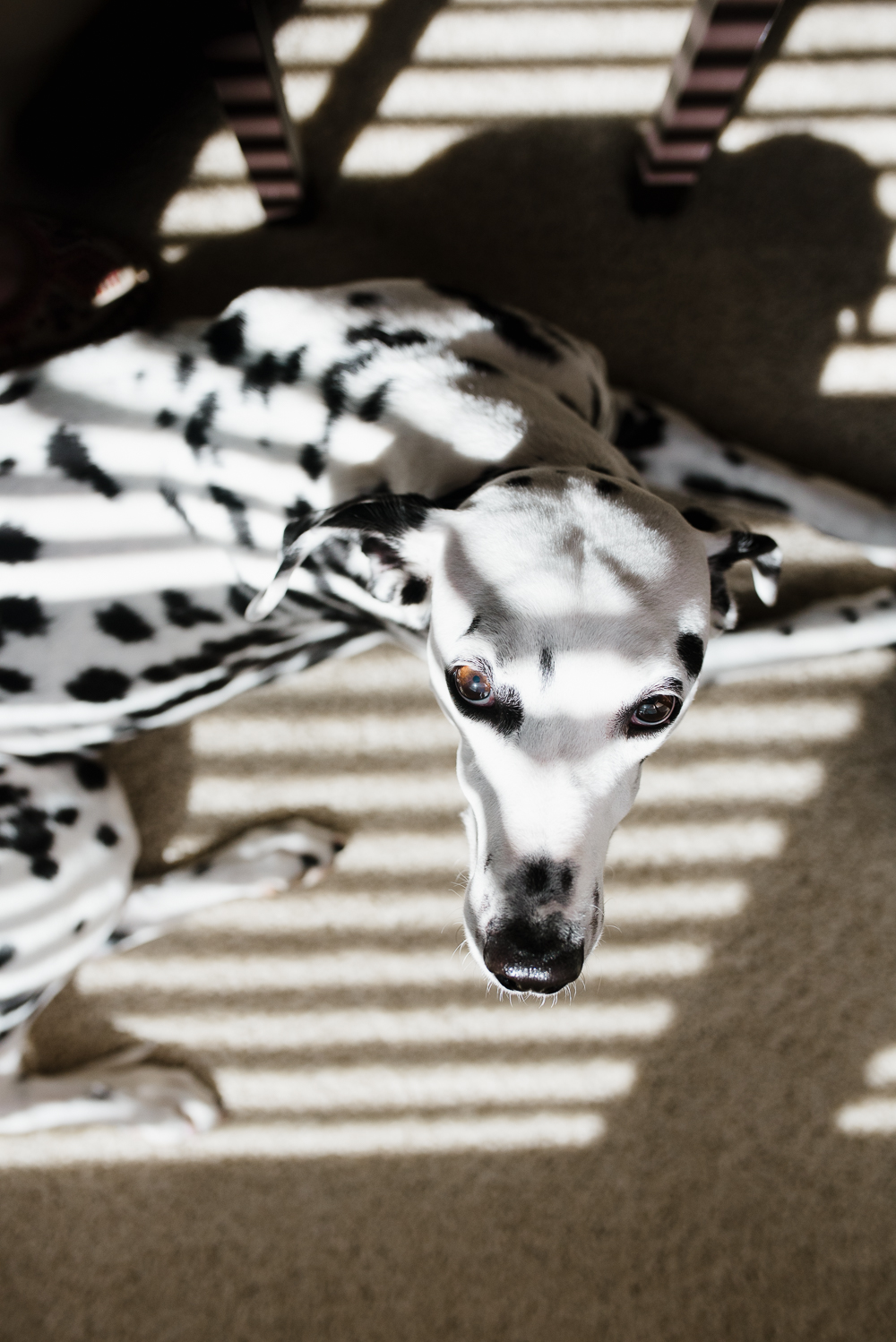 dalmatian sunbathing