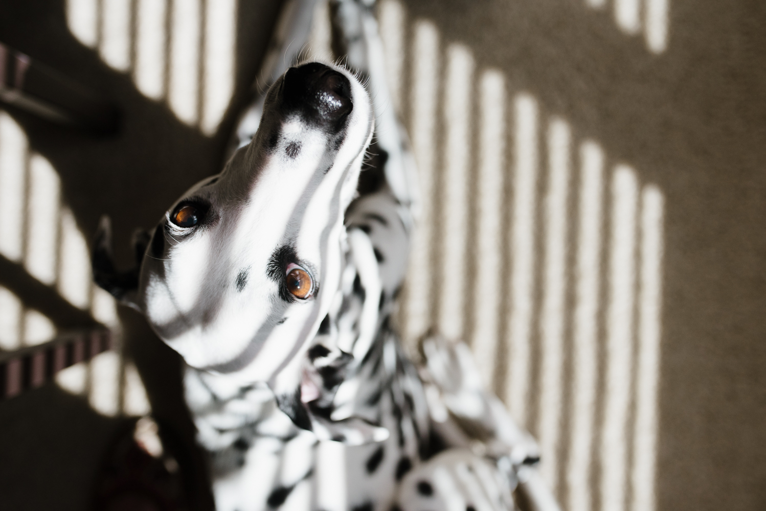 dalmatian sunbathing