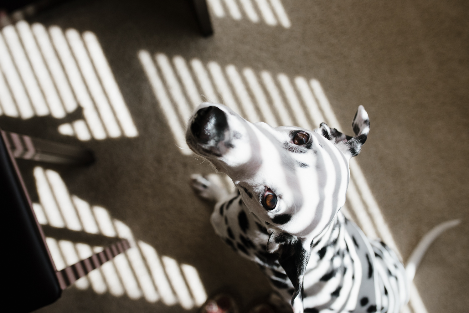 dalmatian sunbathing