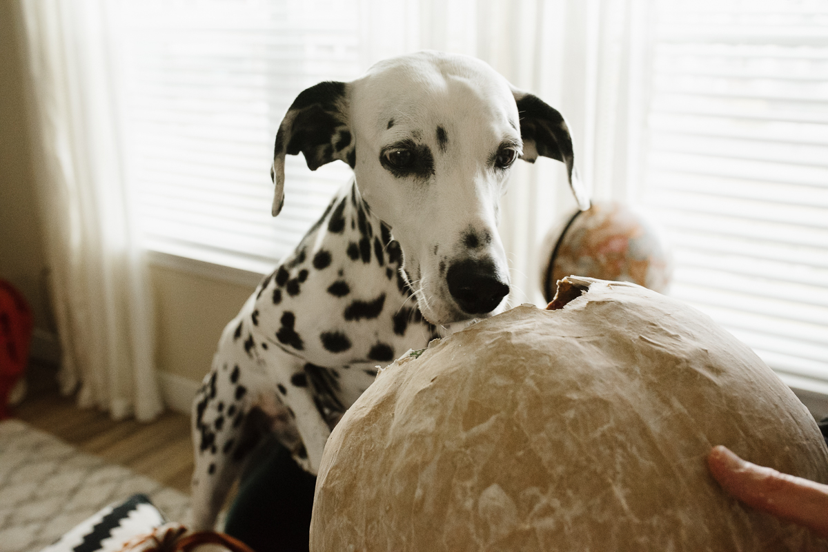 dog sniffing paper mache pumpkin